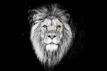 Monochrome, the beast, lion, muzzle HD wallpaper