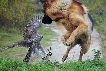 What, do you want to fight ?, dog, color, expression, bird, , new HD wallpaper