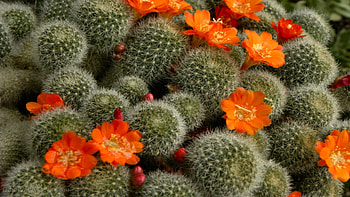 Aylostera, Cactus HD wallpaper