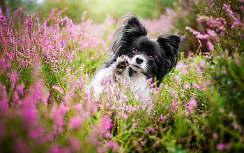 Wildflowers, Papillon Dog HD wallpaper