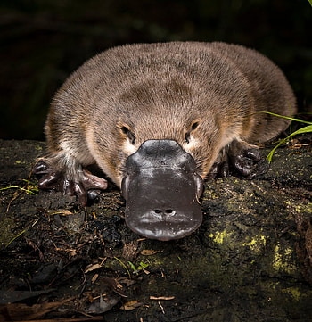 Platypus, Near-threatened species, New York Times, Conservation efforts HD phone wallpaper