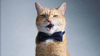 Funny animal , Funny animals, computer , Street Cat Bob HD wallpaper