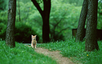 Animals, Cat, Kitty, Kitten, Redhead, Is Sitting, Sits HD wallpaper
