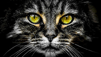 Cat, pisica, animal, yellow eyes, black, skin, face HD wallpaper