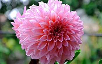 Pink Dahlia, dahlia, pink, flowers, petals HD wallpaper