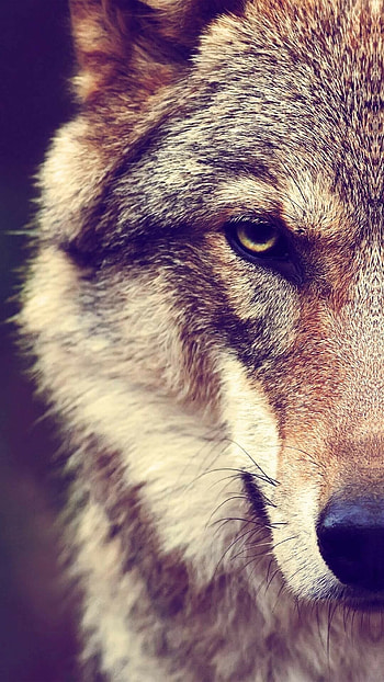 Wolf , Mobile art, On-the-go beauty, Captivating screens HD phone wallpaper