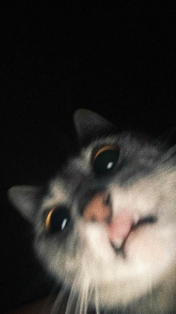 Cat, cats, funny HD phone wallpaper
