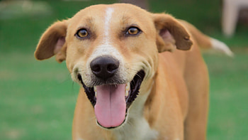 Dog, Pets HD wallpaper