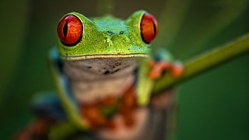 Frog ultra , Stunning resolution, Immersive visuals, Ultra quality HD wallpaper