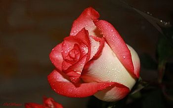 Plants, Flowers, Roses HD wallpaper