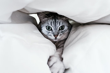 Funny, Animals, Cat, Pet, Grey, Paw HD wallpaper