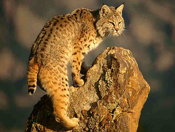 Bobcat, shines, sunlight, lynx, on HD wallpaper