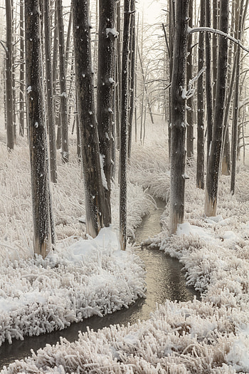 Nature, Trees, Hand, Frost, Creek, Brook HD phone wallpaper