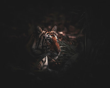 Animals, Grass, Predator, Big Cat, Wildlife, Tiger HD wallpaper