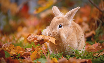 Autumn treat, rabbit, bunny, animal, iepuras, cute, leaf, rodent, orange HD wallpaper
