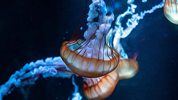 Jellyfish painting, , Artistic marine life, Vibrant underwater creation HD wallpaper