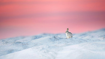 Mountain Hare, Derbyshire, UK, Animal, hare HD wallpaper