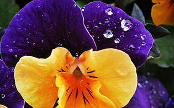 Drops, Flower, Plant, Macro, Petals, Spotted, Spotty, Dew HD wallpaper