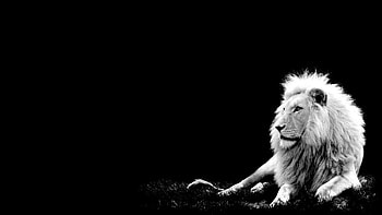 Lion One Backgrounds Lion ) HD wallpaper