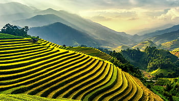 Scenic view of lush green rice terraces in Gia Lai, Vietnam under sunlight. HD wallpaper