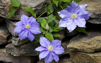 Flowers, Leaves, Bindweed, Rock, Stone, Clematis, Masonry HD wallpaper