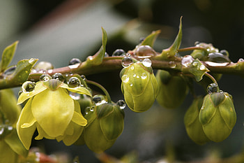 Drops, Macro, Petals, Branch, Buds HD wallpaper