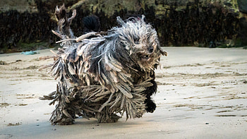 Bergamasco, Shepherd, Mark Galer, Animal HD wallpaper