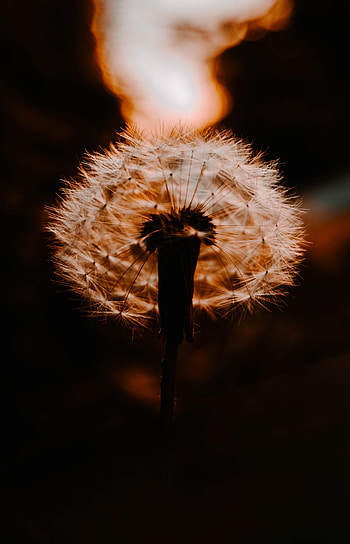 Sunset, Plant, Macro, Blur, Smooth, Dandelion, Fluff, Fuzz HD phone wallpaper