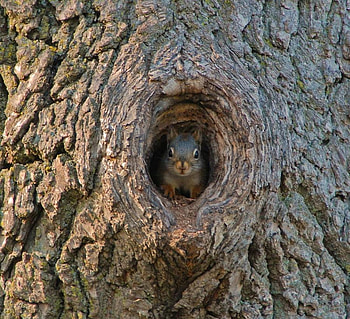 home, sweet, home, sweet, nature, wild, home, squirrel, tree HD wallpaper
