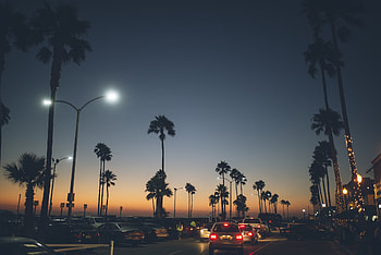 Landscape, Cities, Roads, Night, Palms HD wallpaper