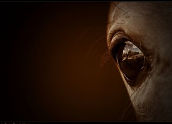 Through Your Ebony Eyes, horses, evony, eye, animals HD wallpaper