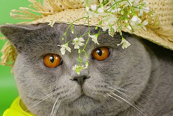 Cute cat wit a hat, animal, kitten, cute, cat, feline, pet HD wallpaper
