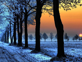 winter sunset, winter, blue, lane, trees, nature, sunset HD wallpaper