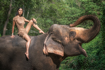:), girl, jungle, elephant, animal, summer, vara HD wallpaper