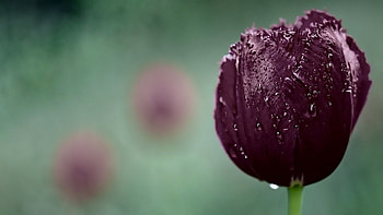Drops, Macro, Bud, Wet, Tulip, Humid HD wallpaper