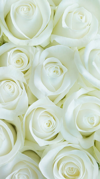 White Flowers, Adorable White Flowers HD phone wallpaper