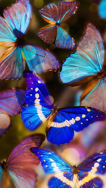 Animal, butterfly HD phone wallpaper