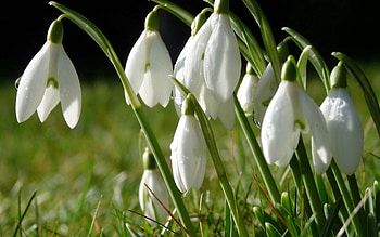 Flowers, Grass, Snowdrops, Drops, Dew, Spring HD wallpaper