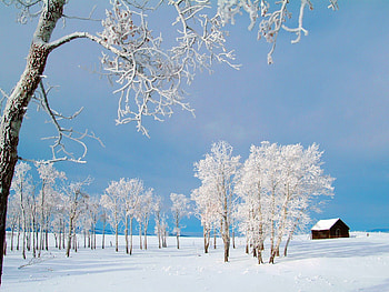 Landscape, Winter, Trees HD wallpaper