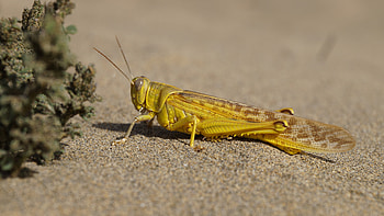 Macro, Close-Up, Insect, Locust HD wallpaper