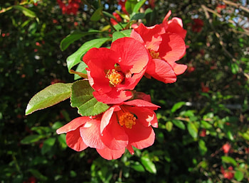 Flowers, Leaves, Bloom, Flowering, Branch, Spring, Sharpness HD wallpaper