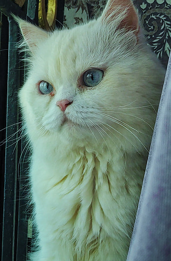 Percian Cat prince, head, terrestrial animal HD phone wallpaper