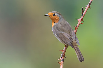 Robin bird , Vibrant collection, Feathery beauty, Avian wonders HD wallpaper