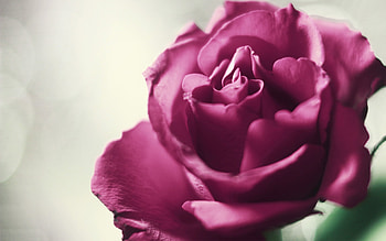 Plants, Flowers, Roses HD wallpaper