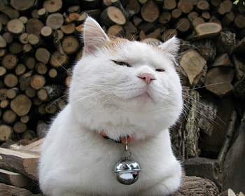 Cute Cat, animal, cute, cat, pet HD wallpaper