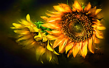 Sunflower , Quotes HD wallpaper