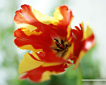 On The Inside, garden, closeup, flower HD wallpaper