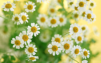 Plants, Flowers HD wallpaper
