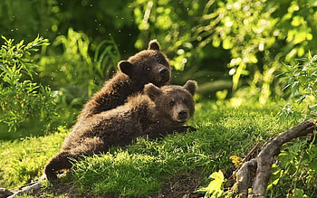 Bear android , Samantha's post, Wildlife wonders, Captivating backgrounds HD wallpaper