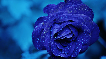 Blue rose, 1440p resolution, High definition, Striking aesthetics HD wallpaper